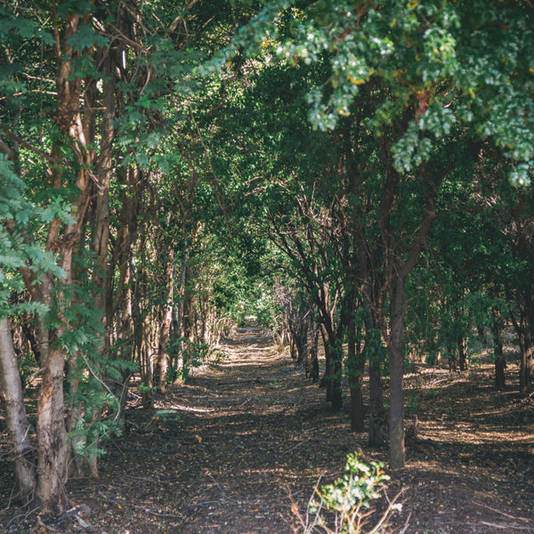 How To Grow And Care For Sandalwood Trees - Bunnings Australia